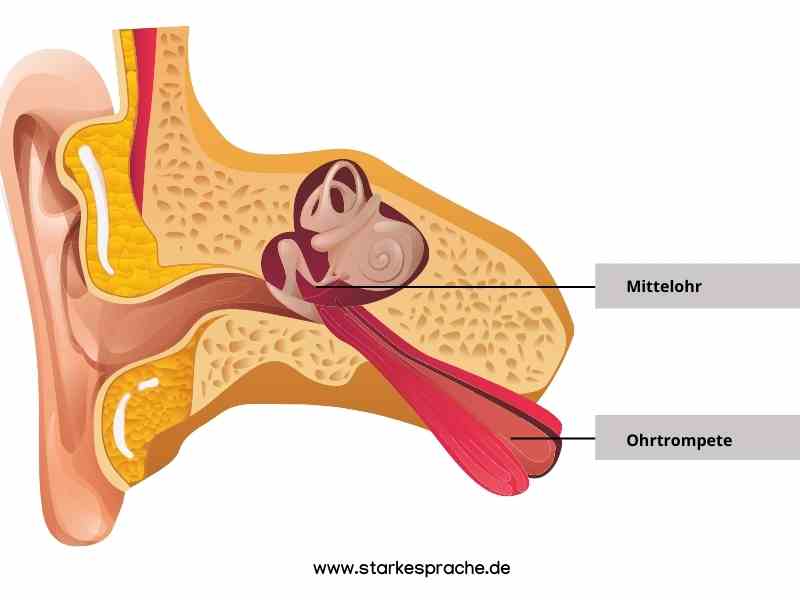 Ohrtrompete und Mittelohr