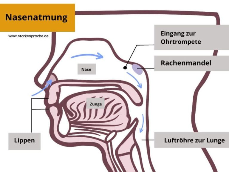Warum Durch Die Nase Einatmen Und Durch Den Mund Ausatmen starkesprache.de